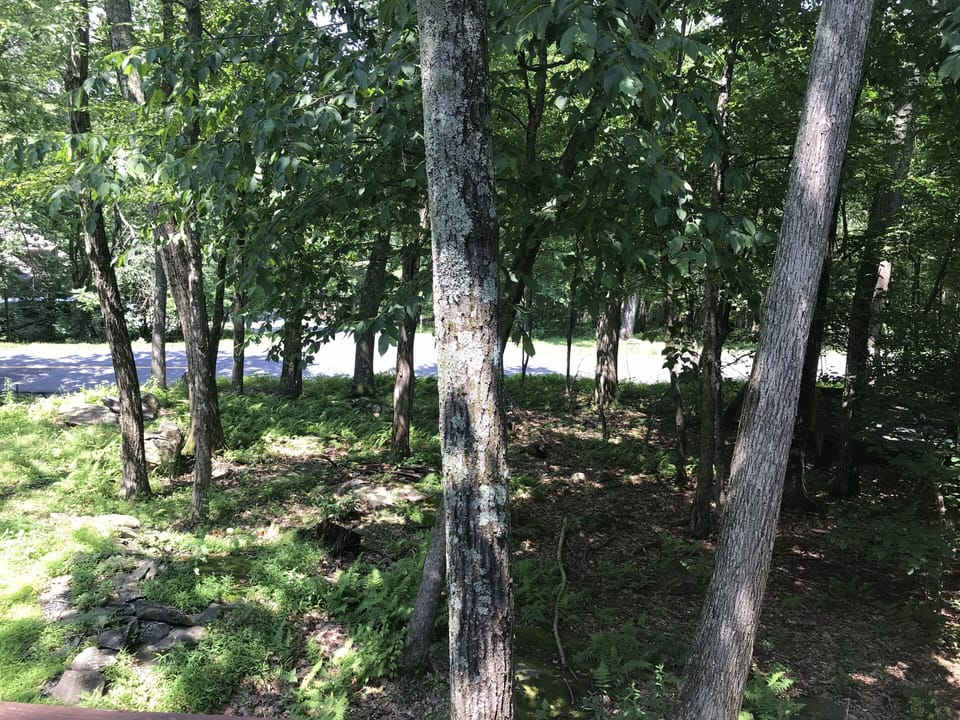 Front yard