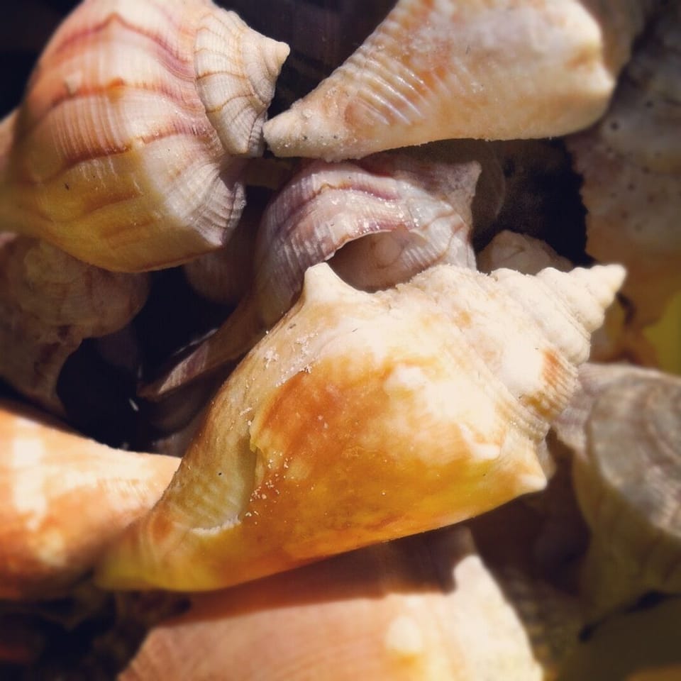 Shelling on Sanibel's beaches!