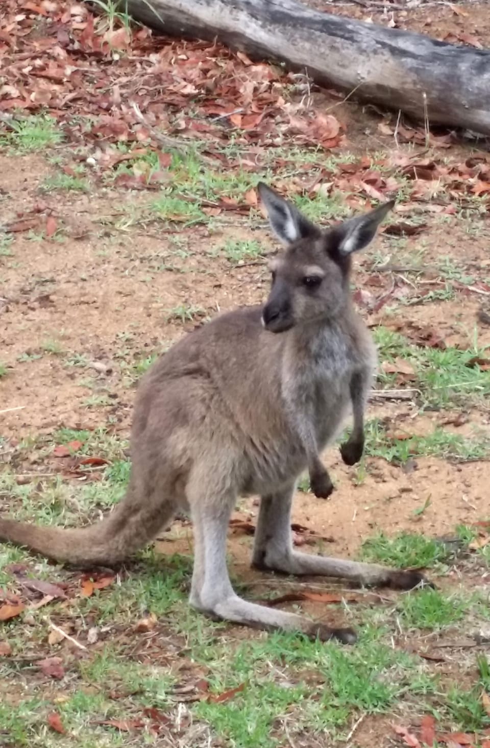 Friendly locals hop by from time to time to say hi