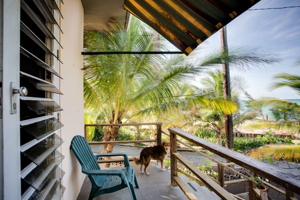 Our dog Lola on the front balcony.