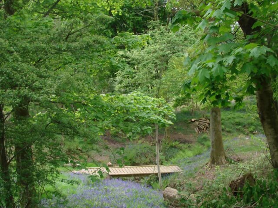 Lorn Mill's bluebell wood