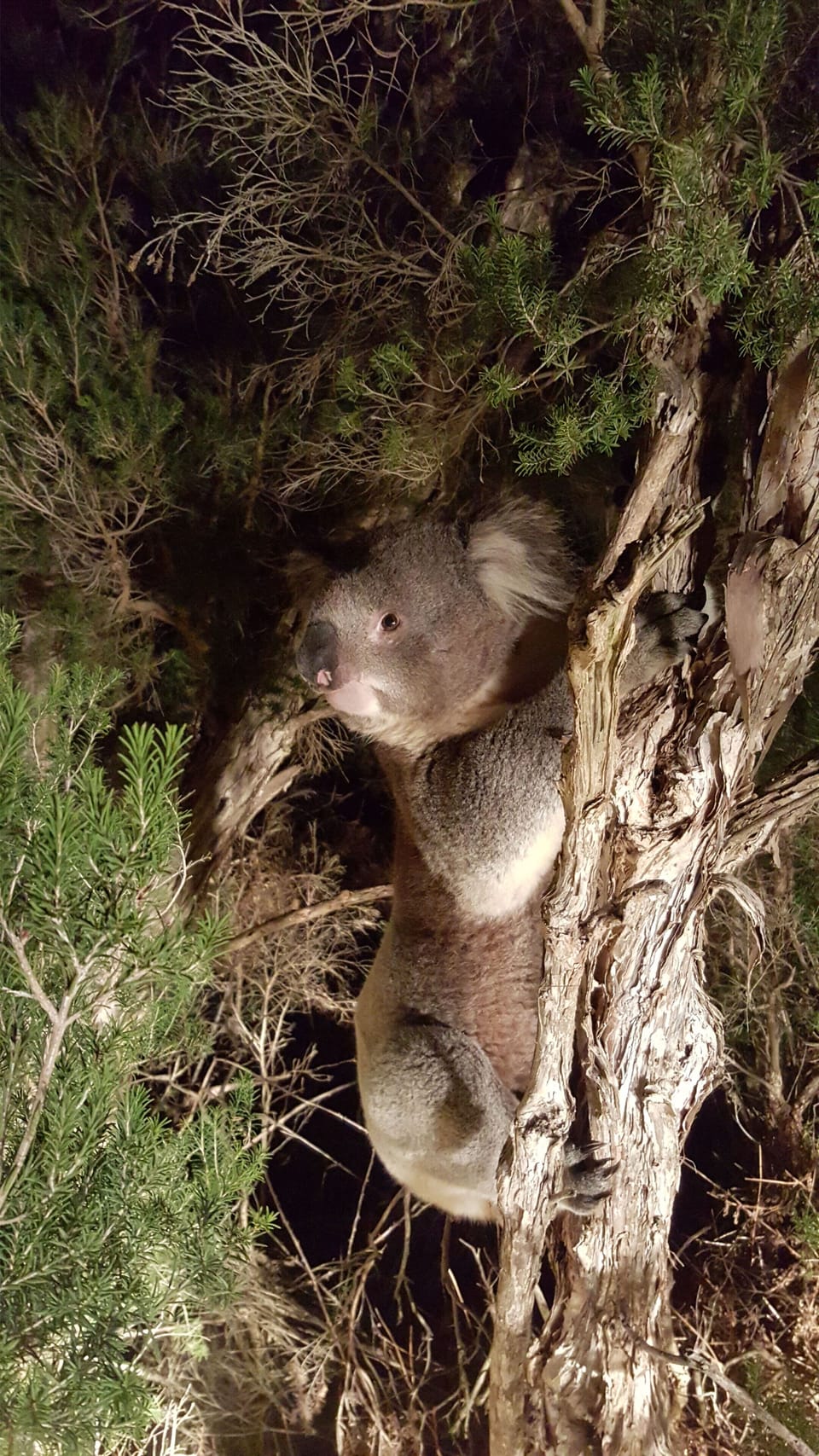 A friendly local
