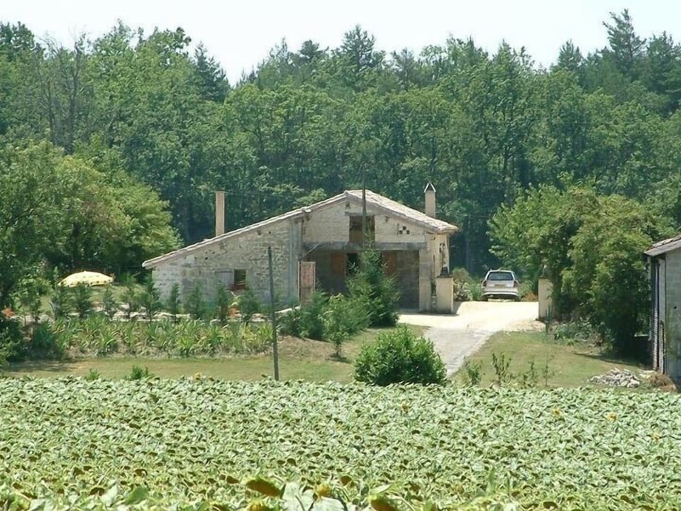 Loco's Lodge through the sunflowers
