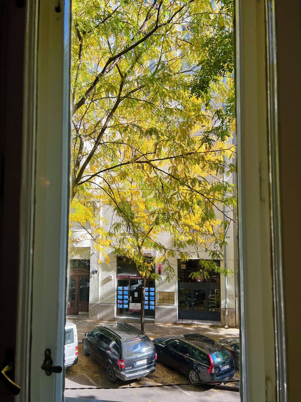 Autumn leaves from window