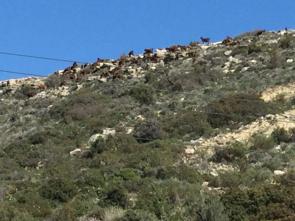 Goats grazing on the hillside to front of villa 