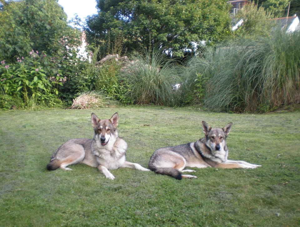 Garden with space for all, these are our two, brother and sister.