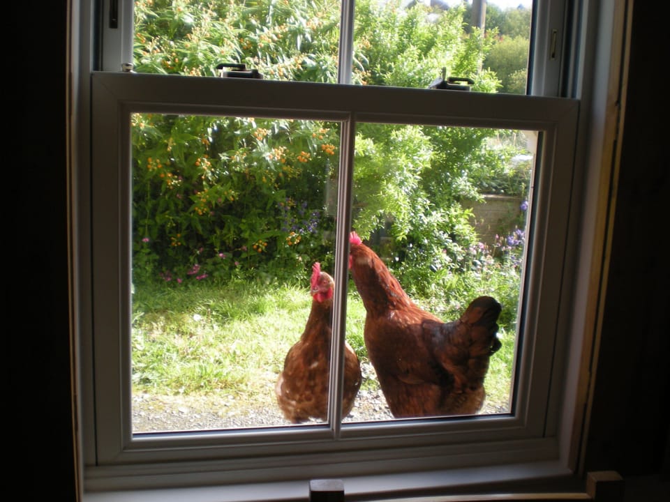 Cheeky Chickens at the window. Fresh organic eggs daily.