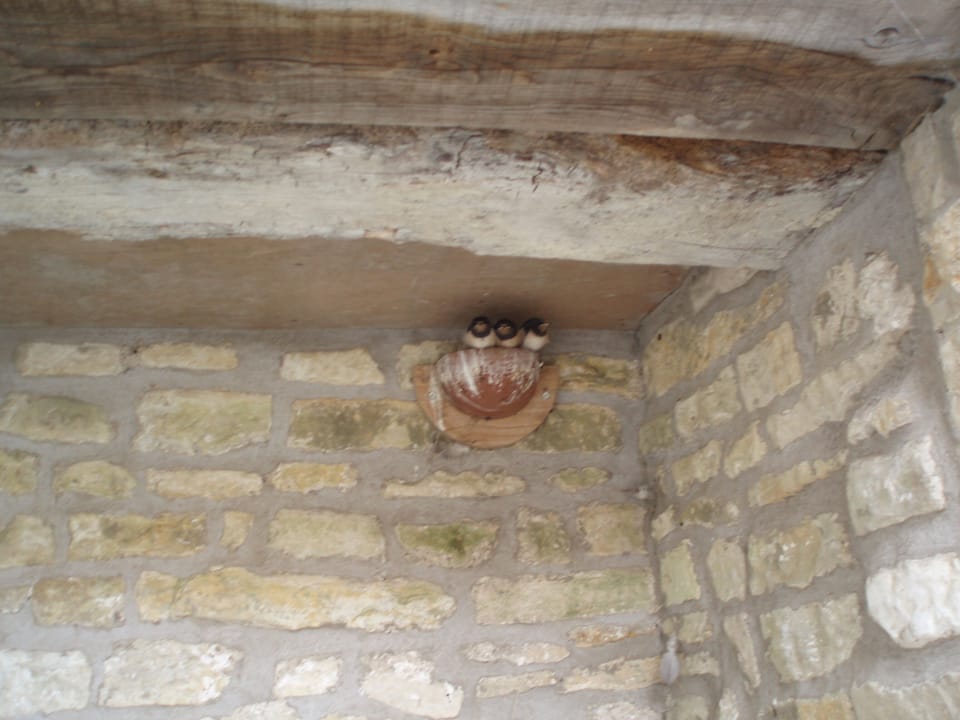This year our swallows successfully raised 2 broods with seven young in total!