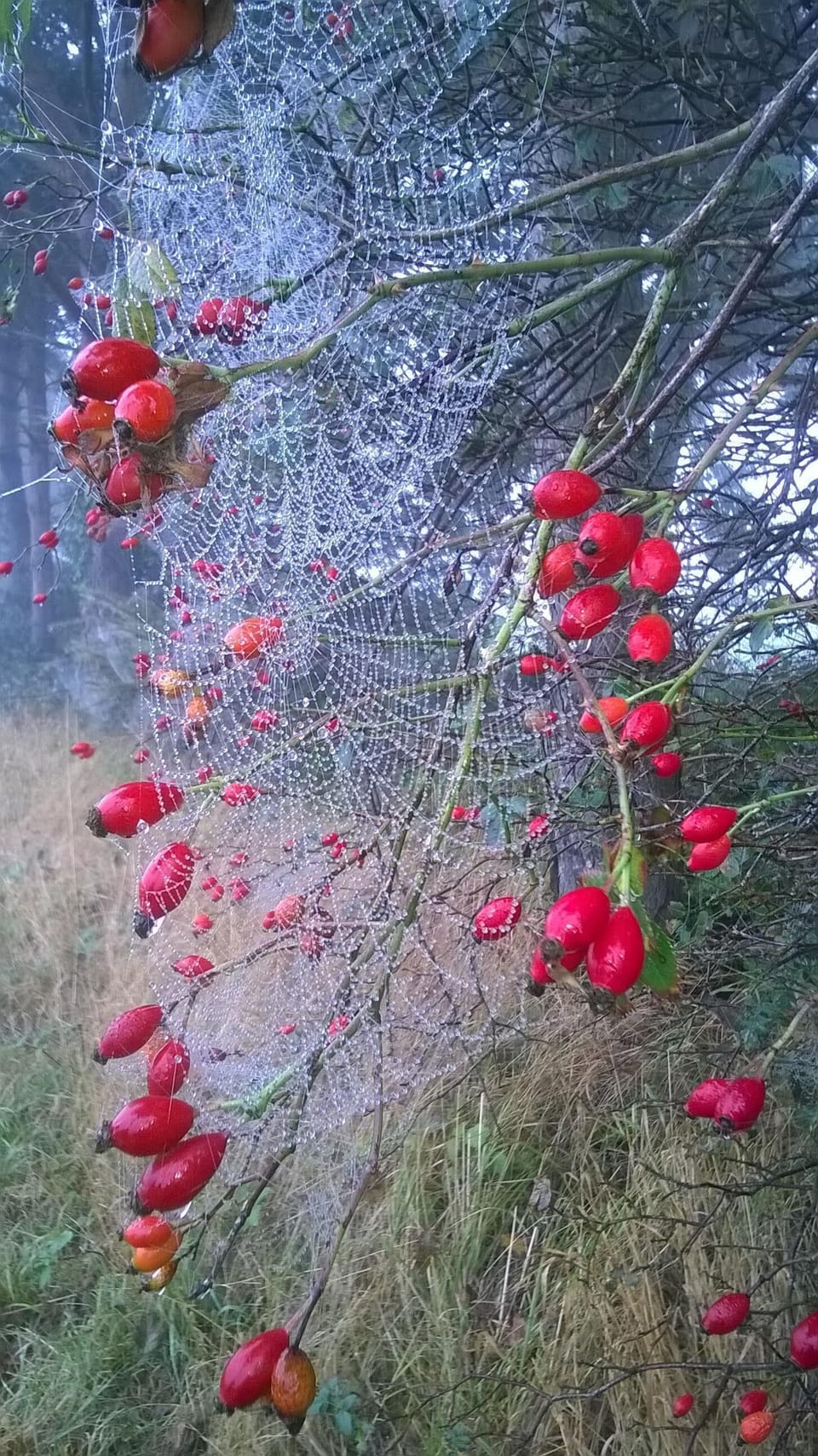 Autumn in the fields