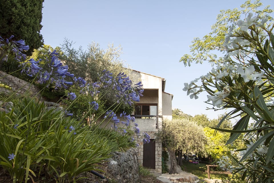 Arriving at the villa, agapanthas, olive trees, fruit trees.