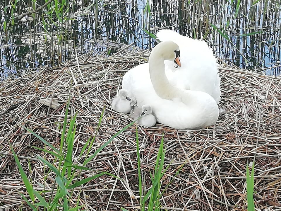Wildlife on Windrush and Isis Lakes