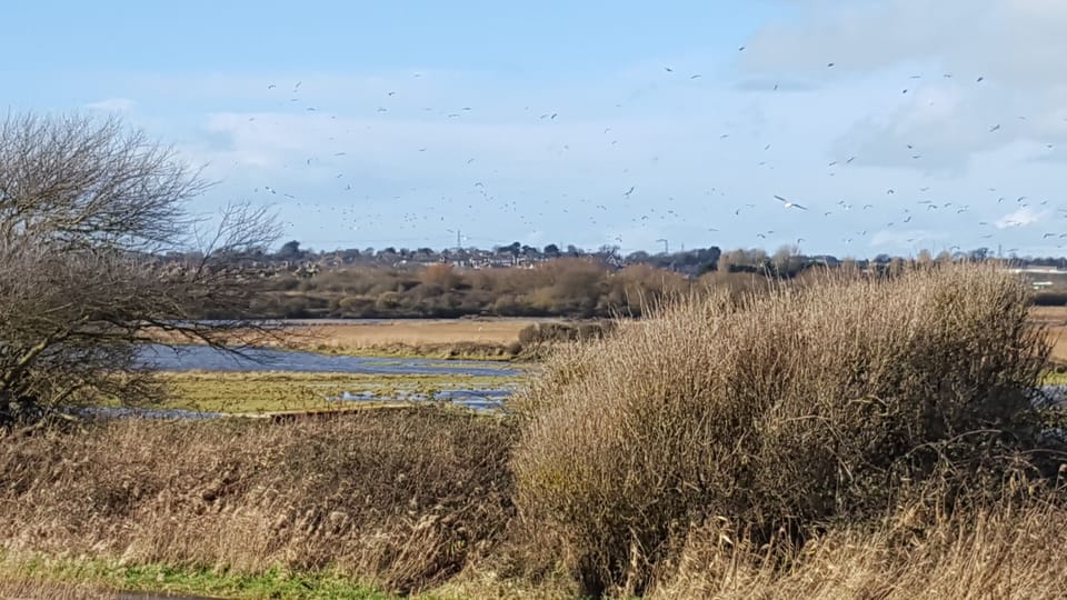 Lodmoor RSPB nature reserve