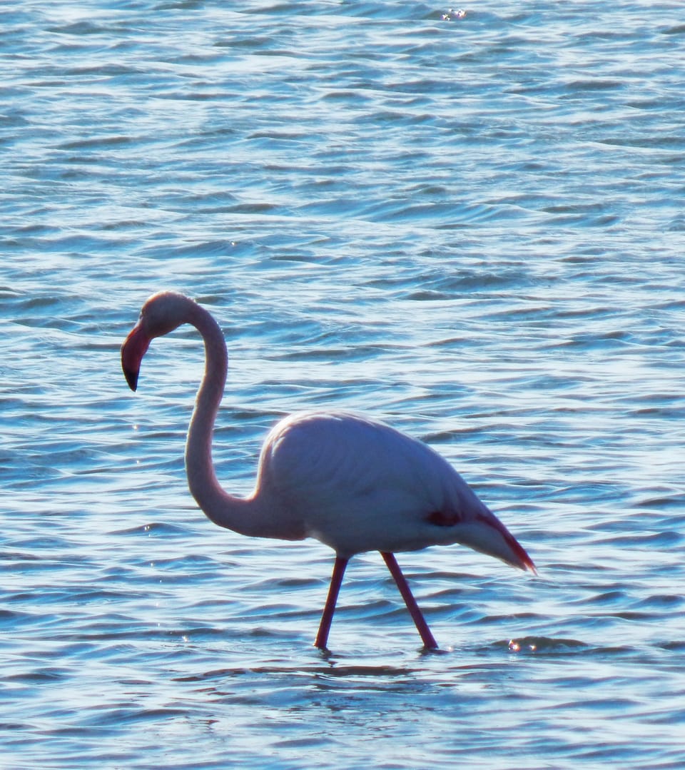 Flamingo in Etang de Thau