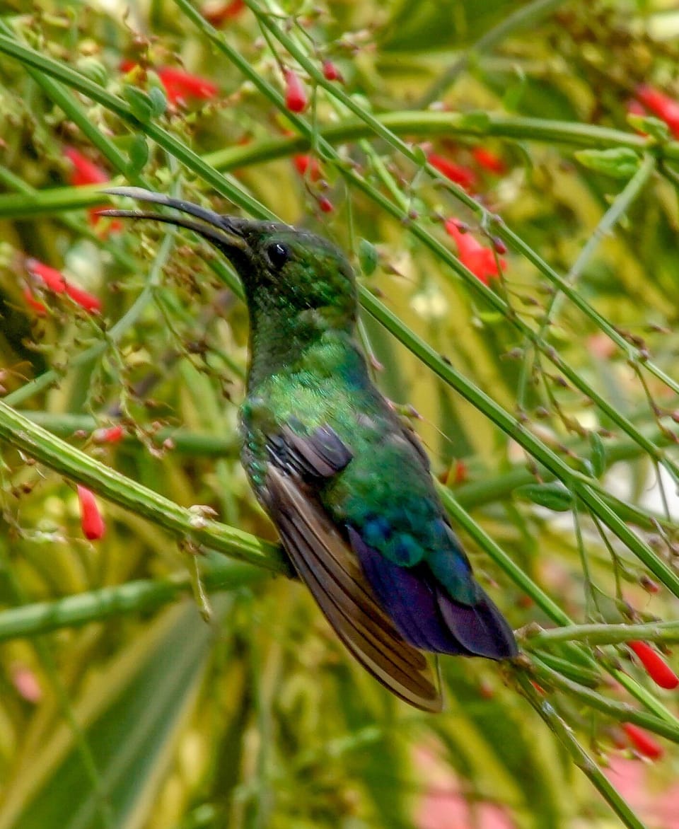 You may even get a shot of a humming bird