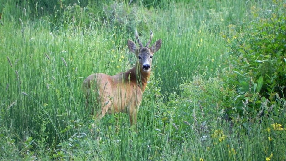 A neighbour in the valley below!