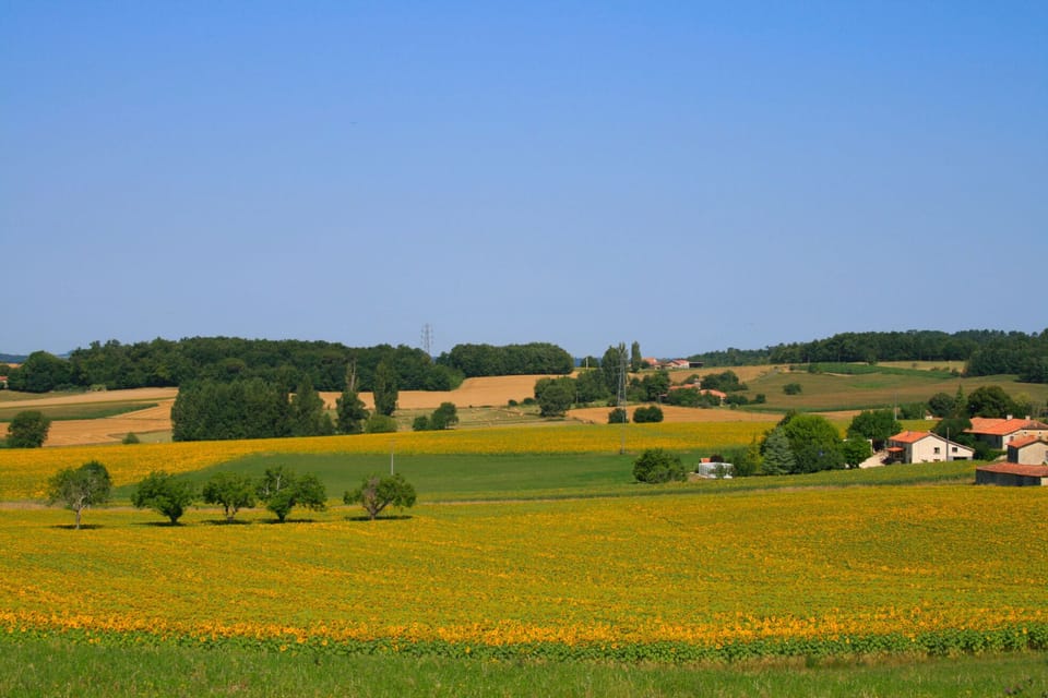 Views south overlooking fields of sunflowers