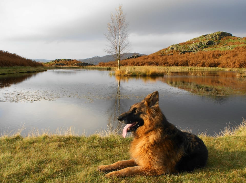 Autumn tints at Lilly Tarn