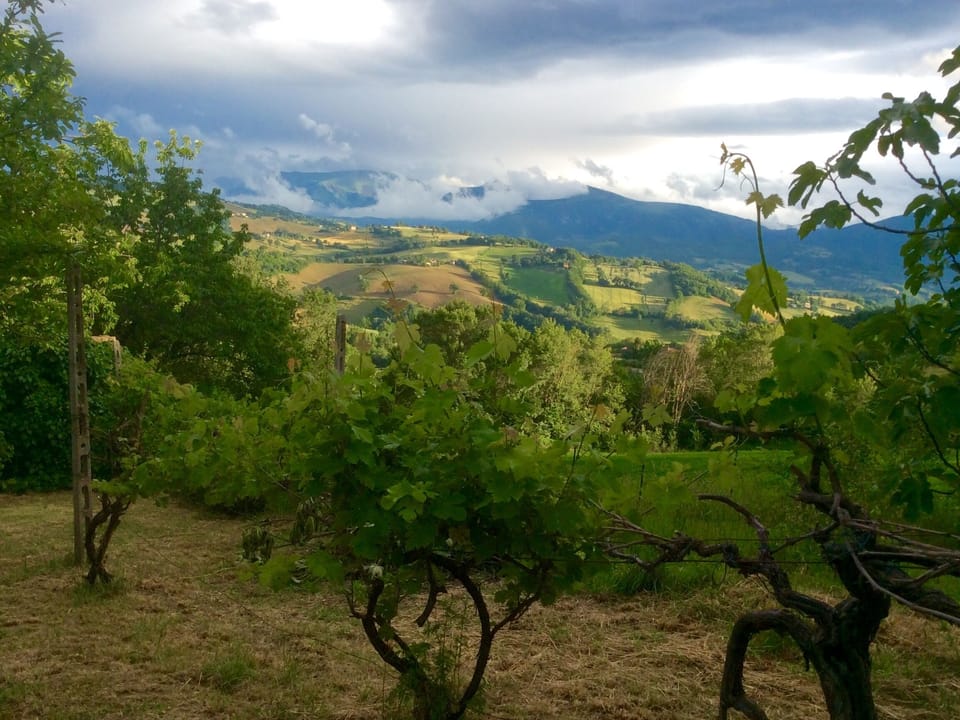 The wines at the top of the garden