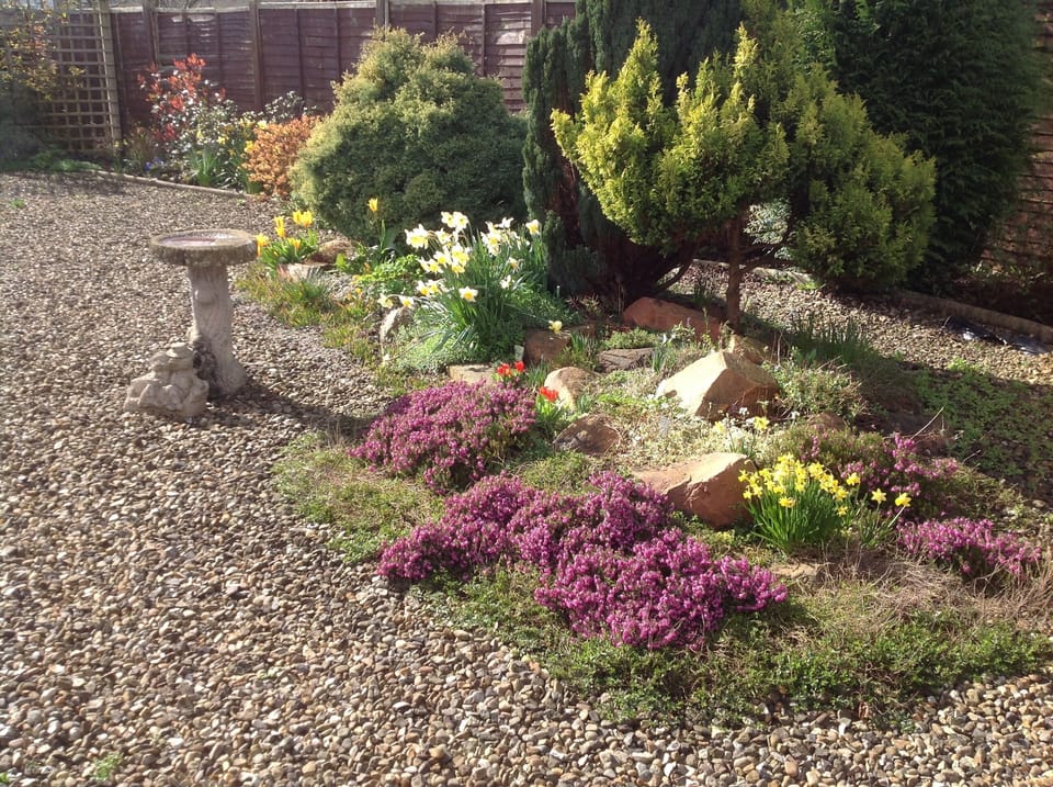Spring flowers 