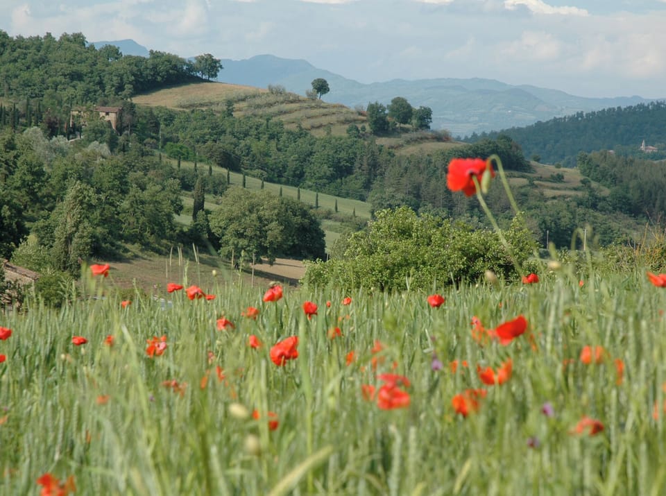 Casa Fontemaggio viewed from poppy fields 