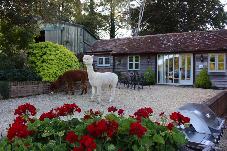 Dandi and Star investigating Alpaca Cottage!