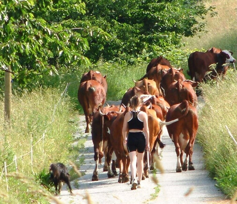 Cows being driven through Les Granges