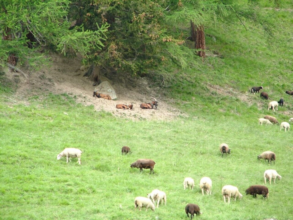 Goats and sheep near the chalet