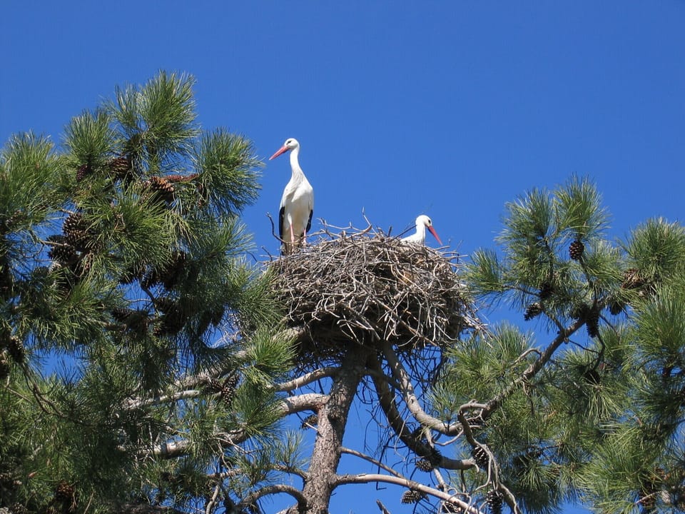 Local storks in their nest