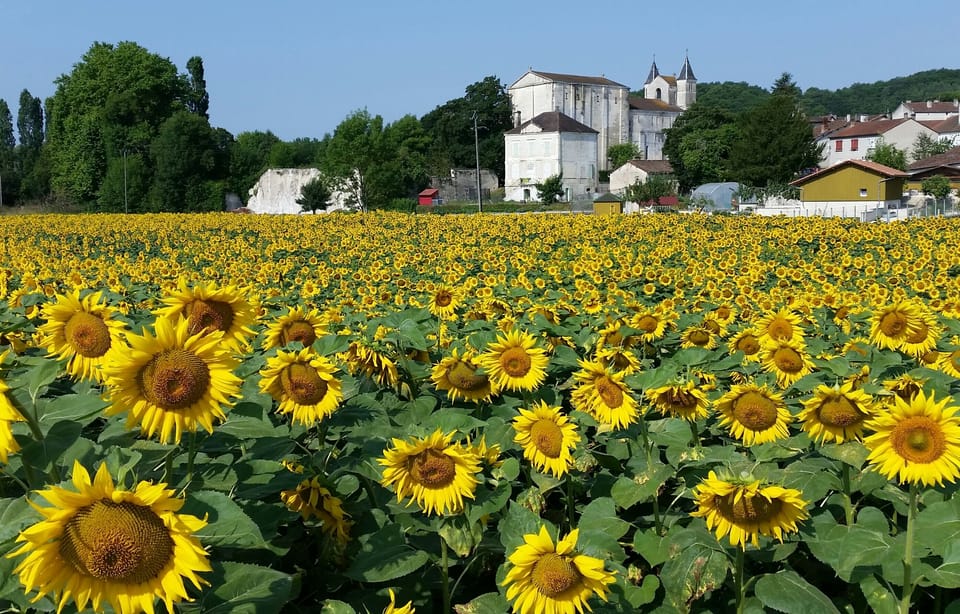 Celles church and sunflower fields