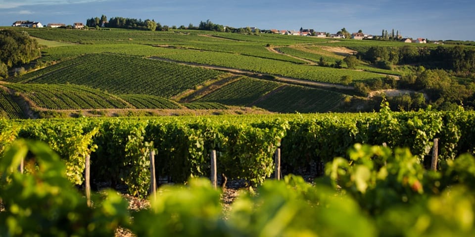 The beautiful vineyards of Champagne 
