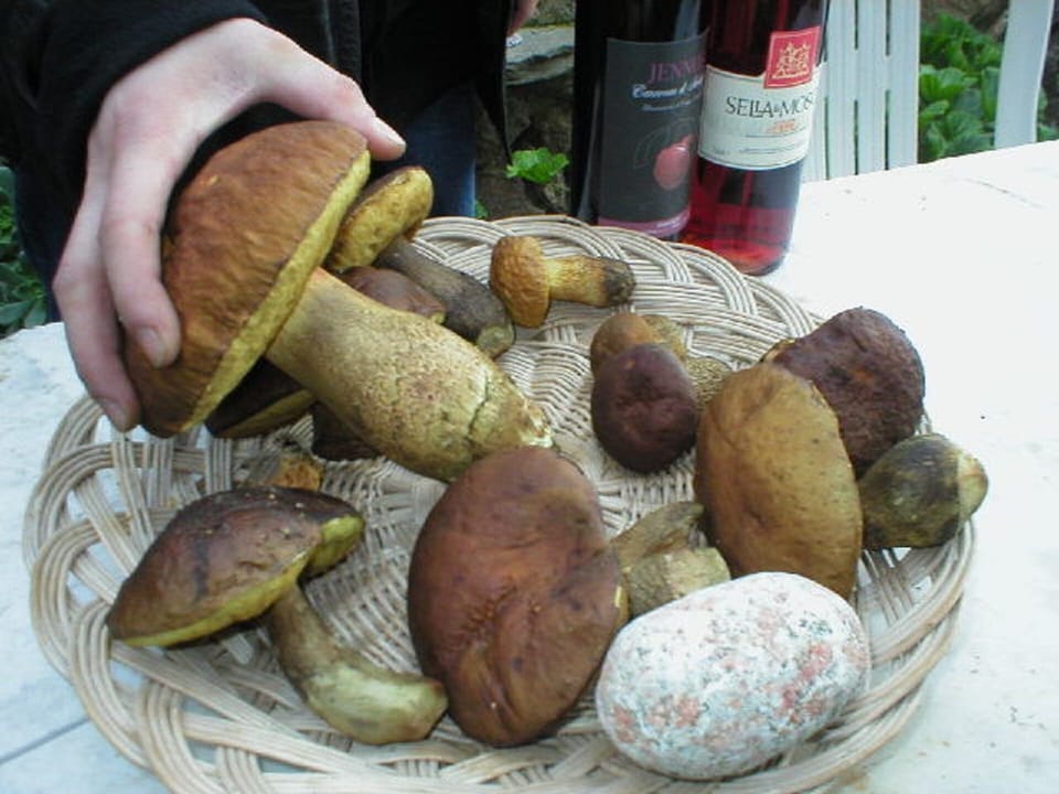 Porcini