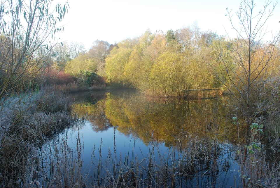 The pond