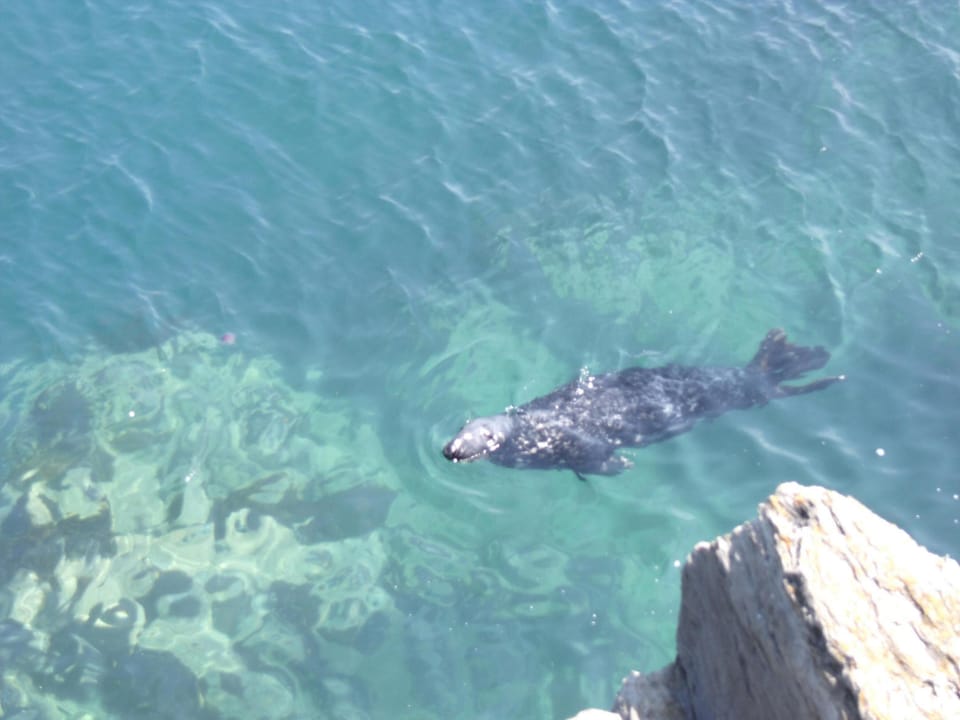 Local  seal near the harbour in Newquay