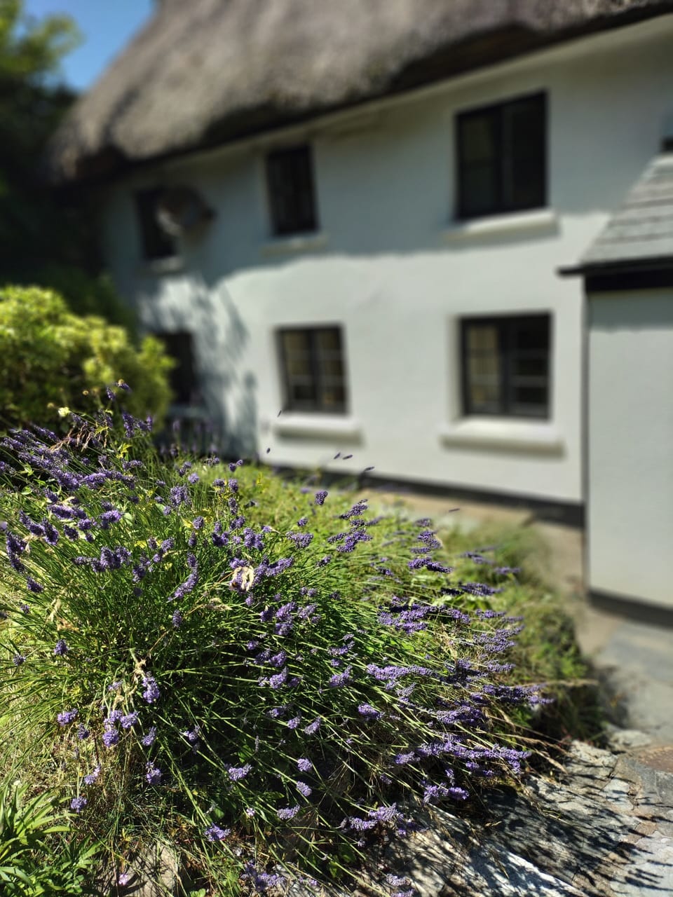 Front garden of the cottage