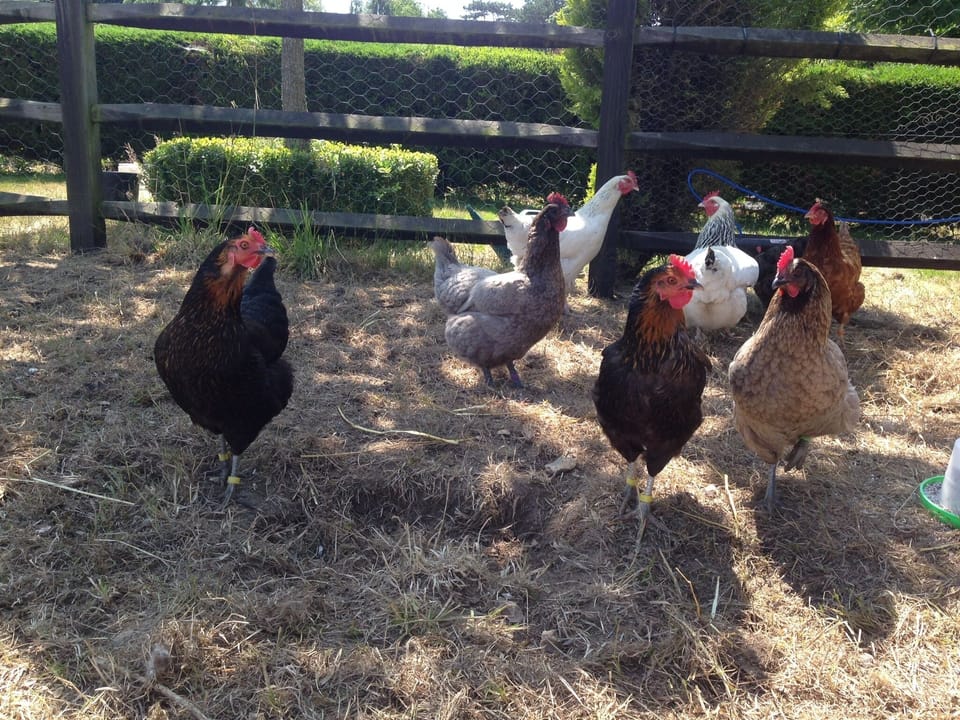 Our chickens