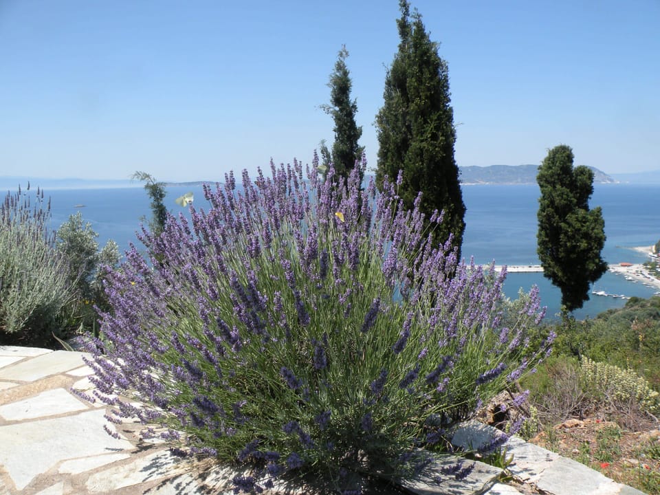 Lavender around pool area 