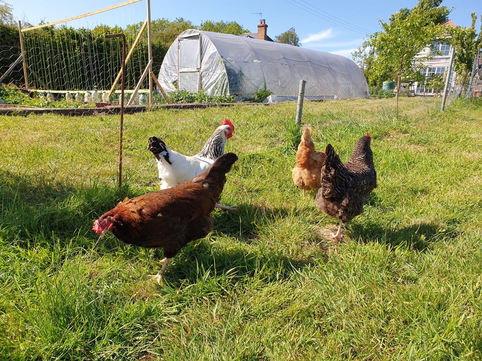 Fresh Eggs for Breakfast!