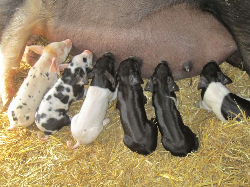 Peppa feeding her piglets