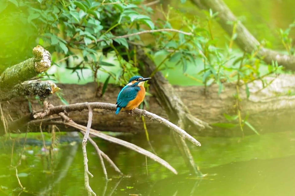 Kingfisher on the Otter