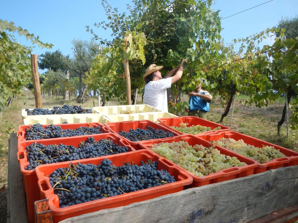 harvest time with David! what a great feeling, getting a great crop and wine.