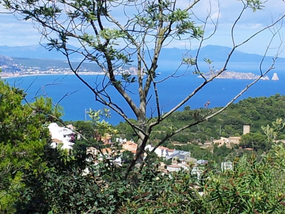 View from garden