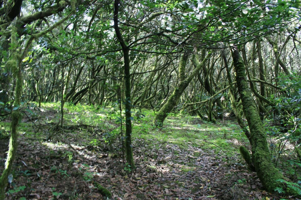 Mount 'El Cedro'