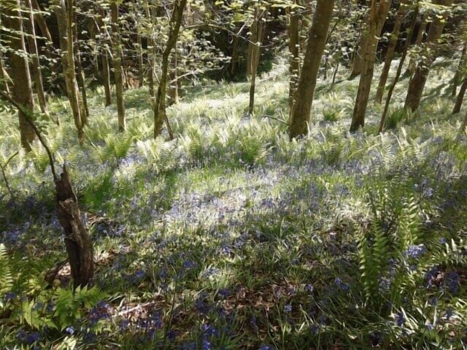 The amazing bluebells in croft woods adjoining Bircher common