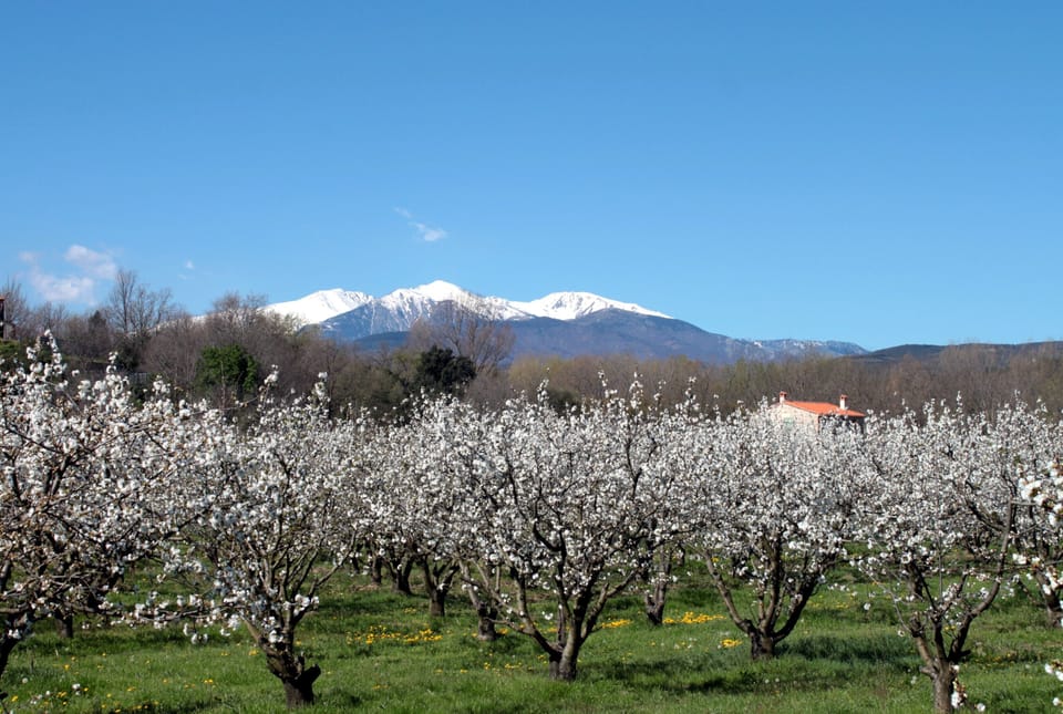 Cherry trees and Mount Canigou
