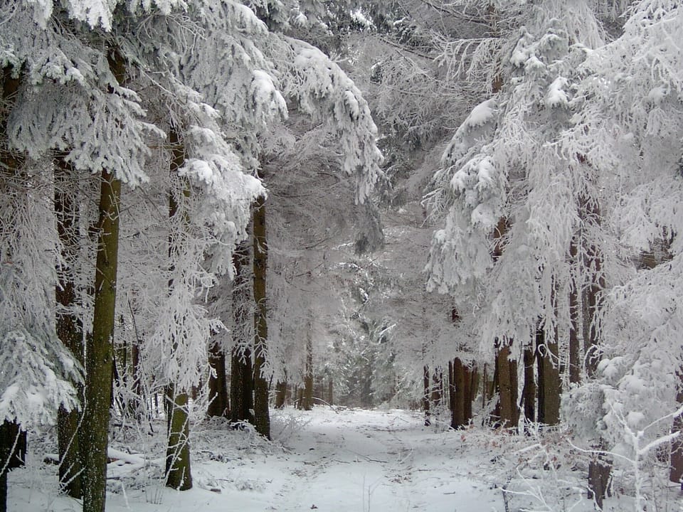 Pineforest in the Vend region in winter