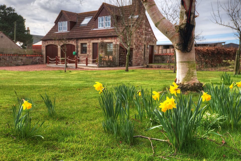 Alemill Spring flowers