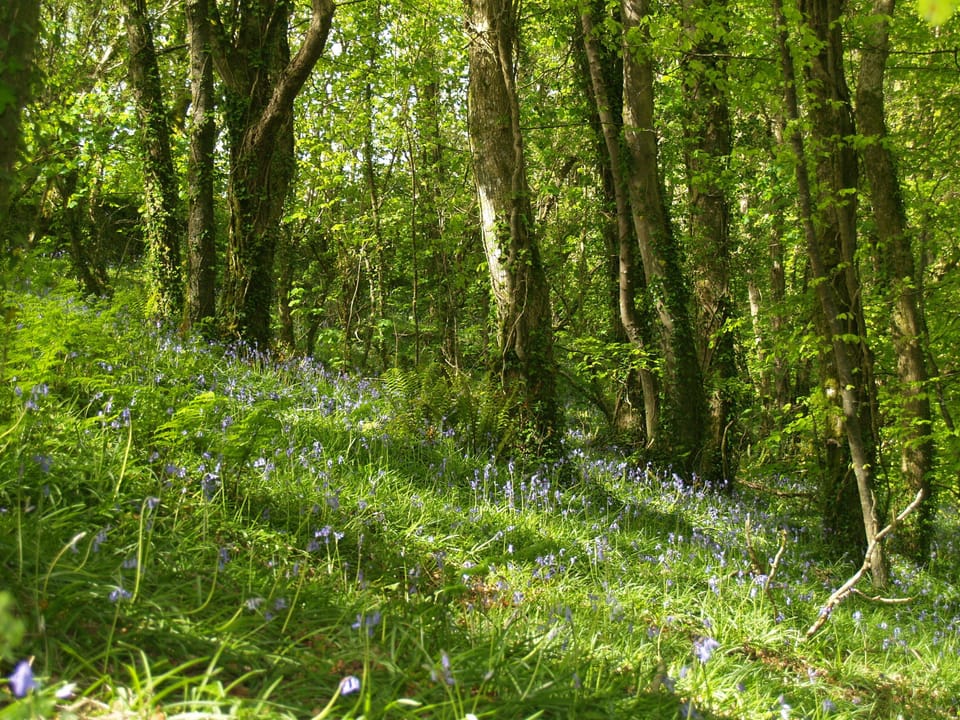 Bluebell woods in May, 5 minutes away,trails along the river and the old quarry