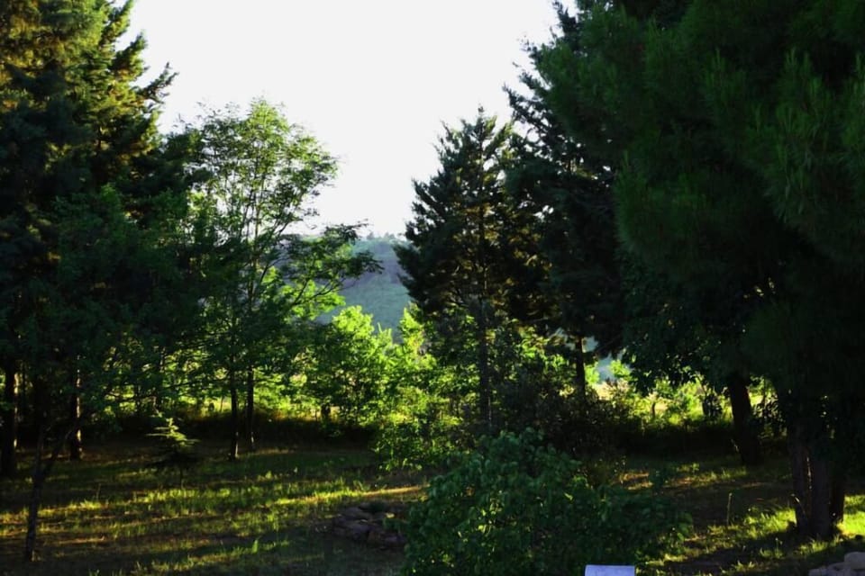 Garden, Park