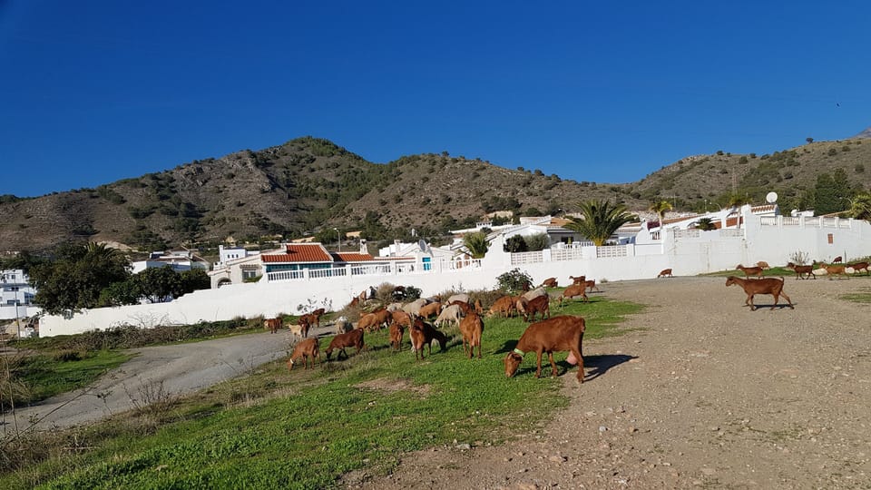 If you're lucky you will hear and see the goats behind our villa.
