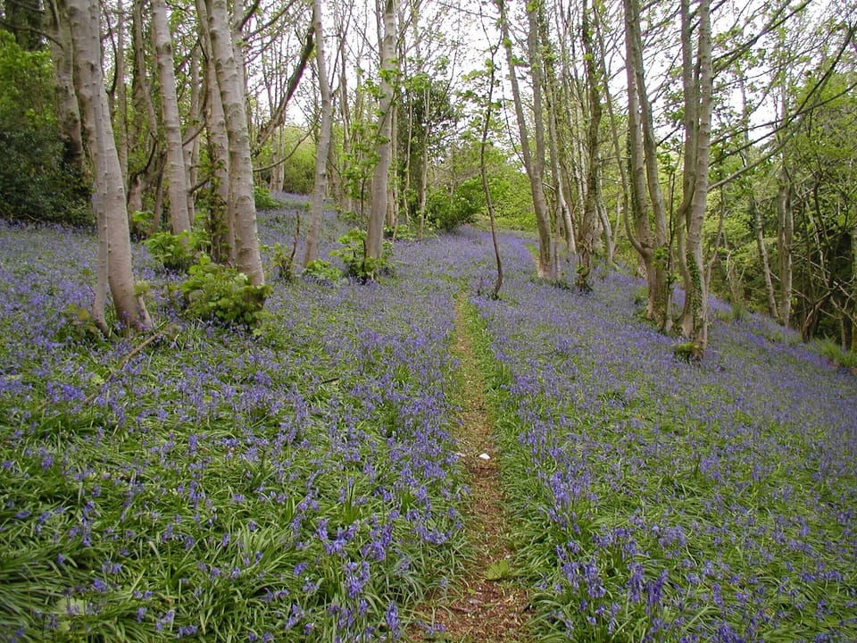 Coastal Bluebell Walk